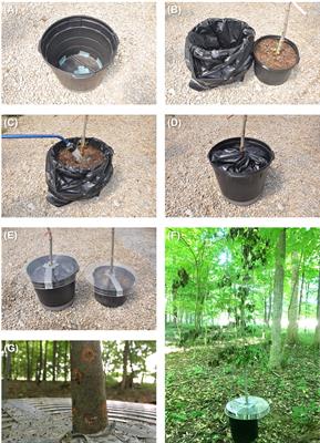 Type and duration of water stress influence host selection and colonization by exotic ambrosia beetles (Coleoptera: Curculionidae)